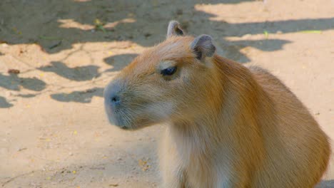 capybara portrait
