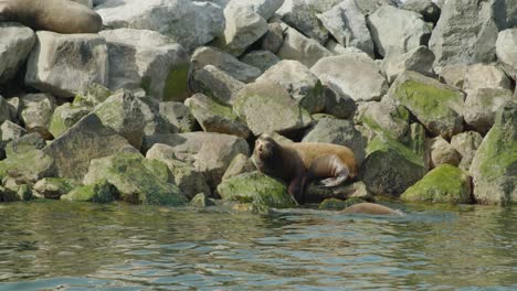 Seelöwen-Auf-Wellenbrechern,-Steinbrocken,-Tierwelt-Im-Pazifischen-Nordwesten