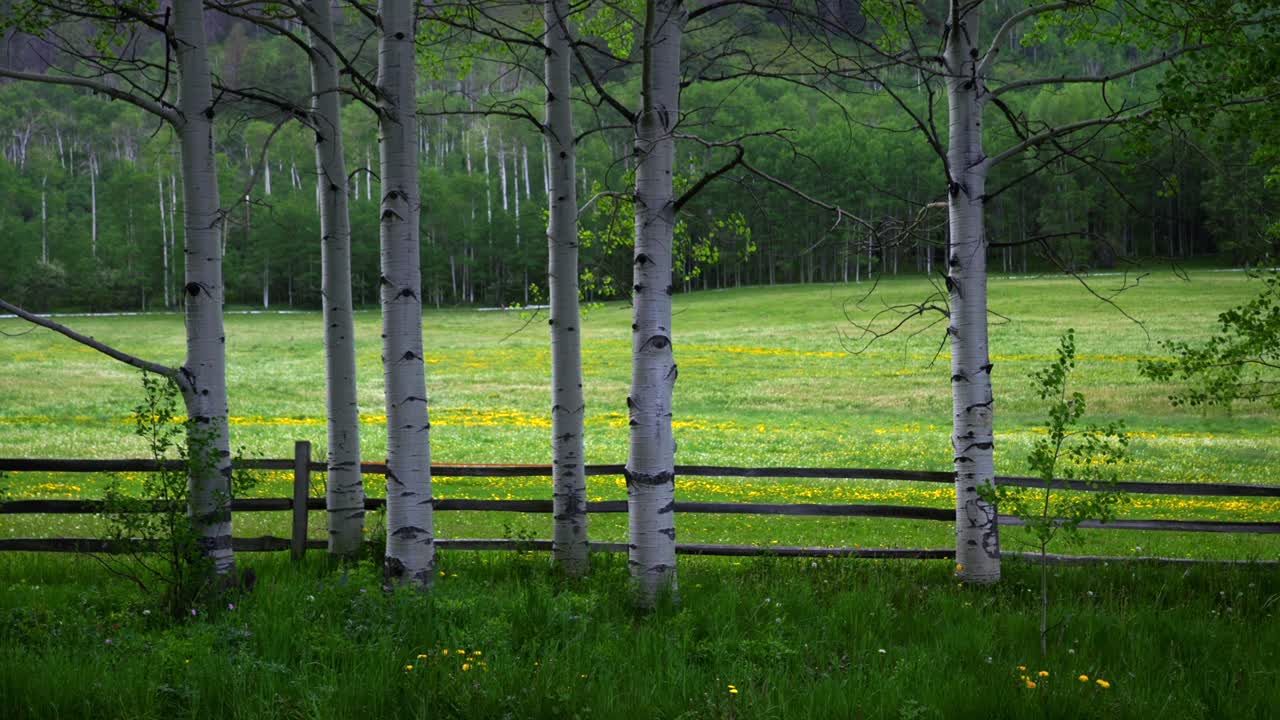 Aspen Tree grove welcome center Maroon Bells wilderness T-Lazy-7 Ranch Maroon Willow Creek rd fencing Guides and outfitters valley of yellow wildflowers Buttermilk Aspen Highlands Tiehack ski resort
