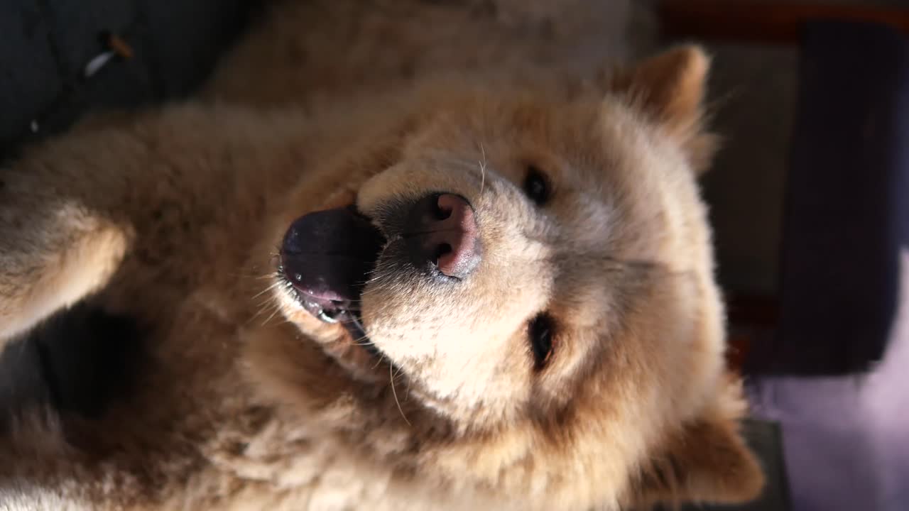 차우 차우의 클로즈업