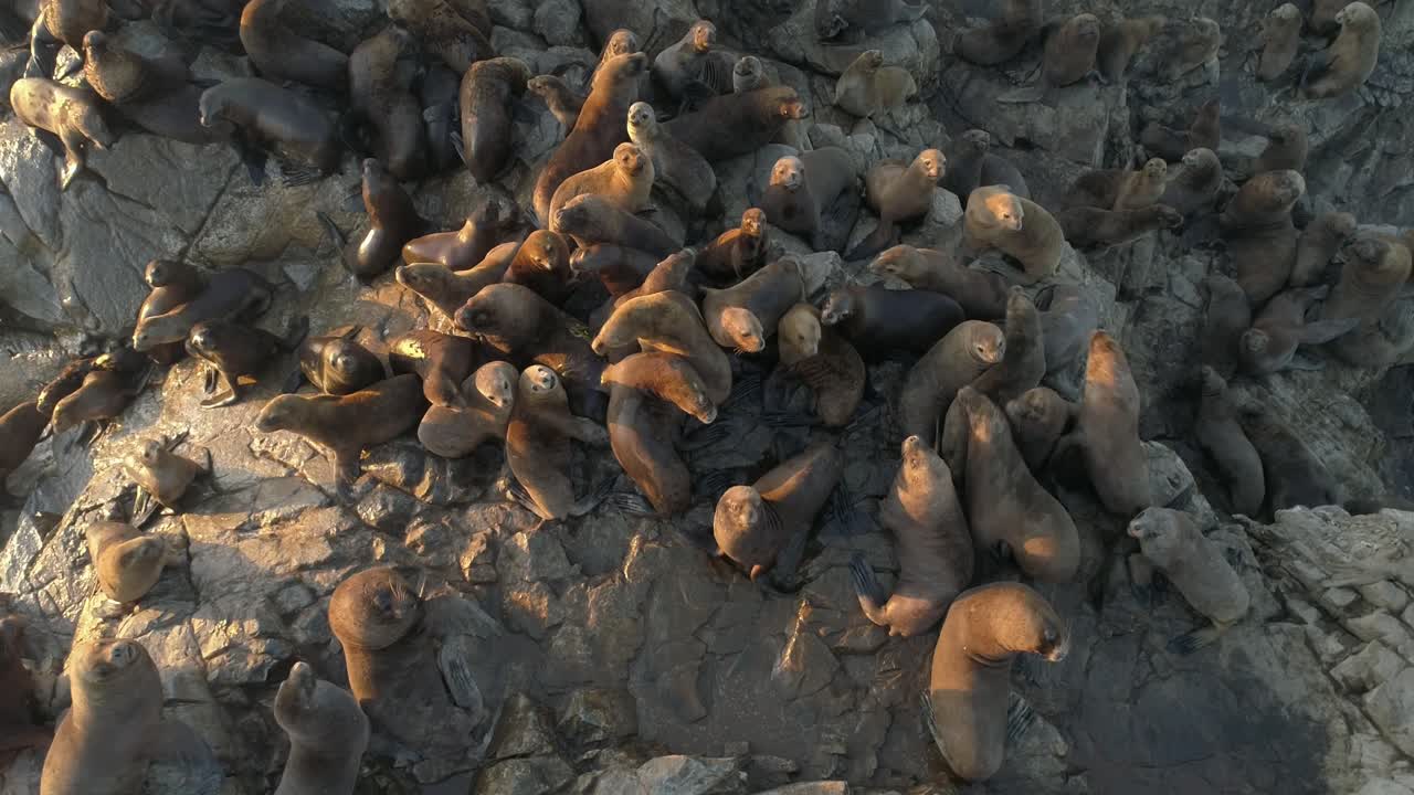leones marinos y focas arrastrándose sobre rocas en la playa, aéreas de arriba hacia abajo
