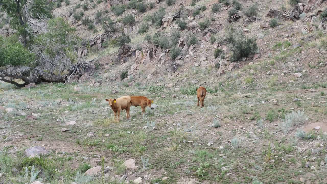 tres terneros parados en un campo seco en colorado
