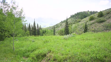 Solo-female-hiker-walking-on-hiking-trail-into-a-forest-lined-with-aspen-trees,-pan