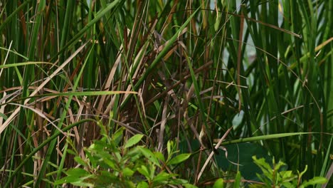 Asian-Golden-Weaver,-Ploceus-hypoxanthus