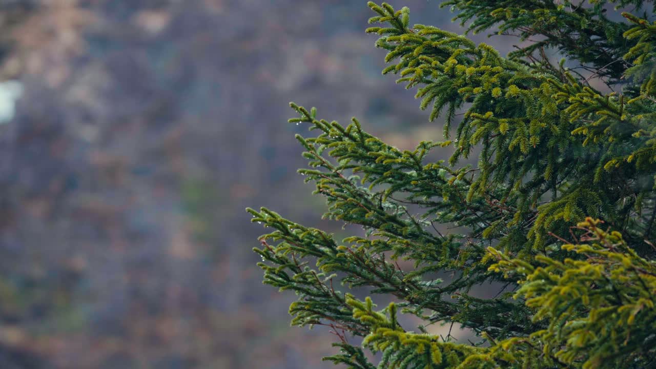 Raindrops Cling to Spruce Branches on a Misty Hillside in Reinsjøen, Åfjord, Trøndelag, Norway - Close Up