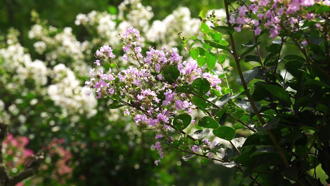 Cinematic view of Lavender Crape Myrtle Blossoms during a Shanghai summer (4K)