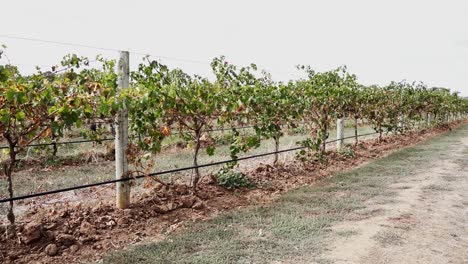 Vineyards-At-Barossa-Valley-In-Adelaide,-South-Australia