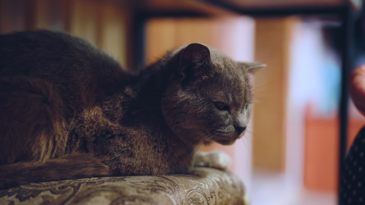 Serene cat peacefully resting indoors. Quietly resting feline exudes calm within comfortable home environment. Peaceful feline lounges calmly and silently inside cozy and tranquil living space
