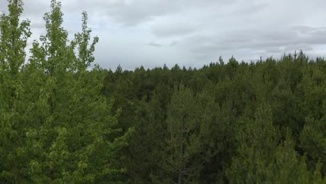 Aerial-towards-green-trees-in-planted-forest-in-Iceland