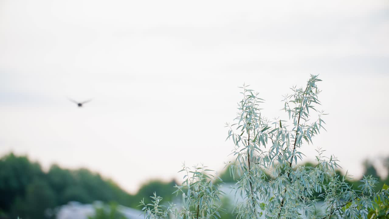 미국 콜로라도 주 에 있는 물 근처 에 있는 관목 의 가지 에 앉아 있는 야생  ⁇ 은 날개 를 가진 검은 새 가 날아간다