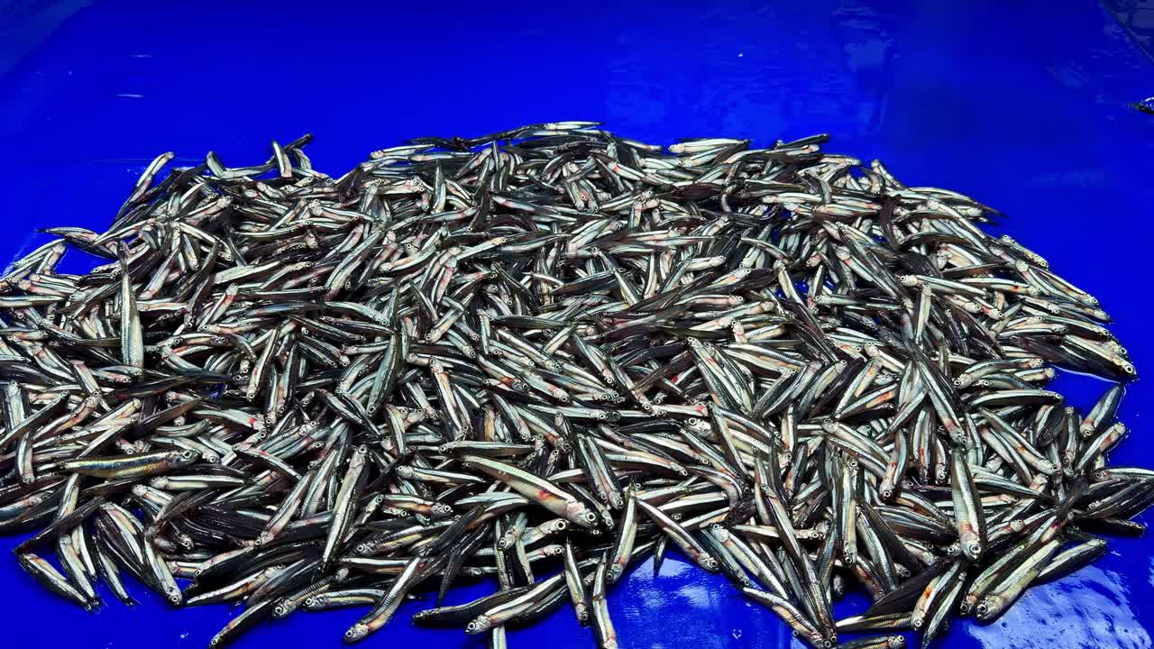 Pila di pesce essiccato su superficie blu a Surigao, Filippine.