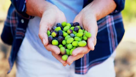 Mid-section-of-woman-holding-harvested-olives-4k