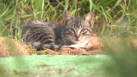 cat resting in grass