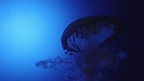 slow motion of a jelly fish swimming in an aquarium