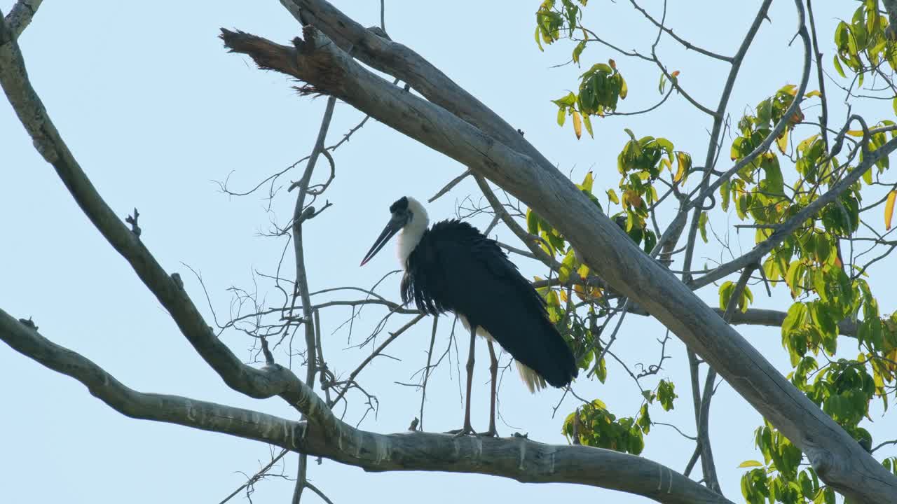 visto desde su lado sacudiendo sus plumas y alas para deshacerse del polvo de verano en su cuerpo, cigüeña asiática de cuello lanudo ciconia episcopus, casi amenazada, tailandia