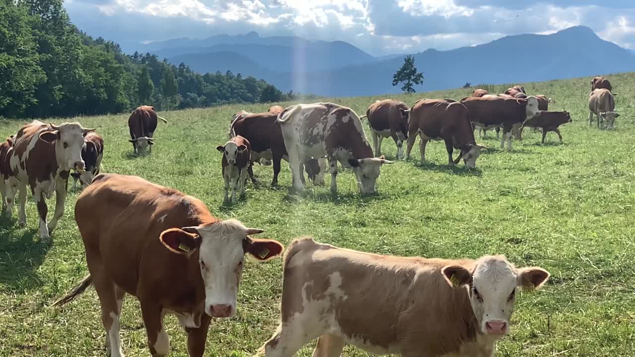 Mucche che mangiano erba al pascolo.