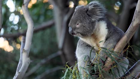 koala munching on leaves in a tree