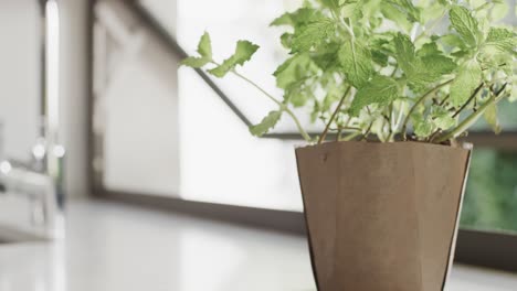 cerca de la maceta de plantas con hierbas verdes en el alféizar de la ventana de la cocina