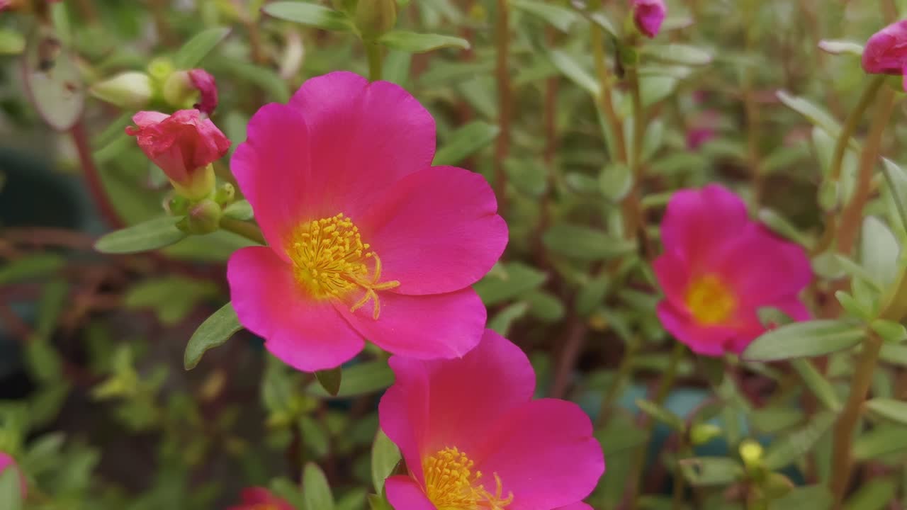 Macro shot of Portulaca flowers captures the vibrant contrast between their pink petals and golden centers