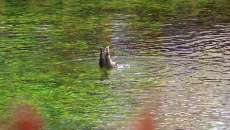 Slow-Mo-Steady-Shot-Einer-Ente,-Die-Im-Wasser-Taucht,-Um-Nach-Nahrung-Zu-Suchen