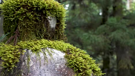 vista de cerca del musgo verde silvestre que cubre la piedra en el bosque de japón en un día lluvioso con fondo bokeh