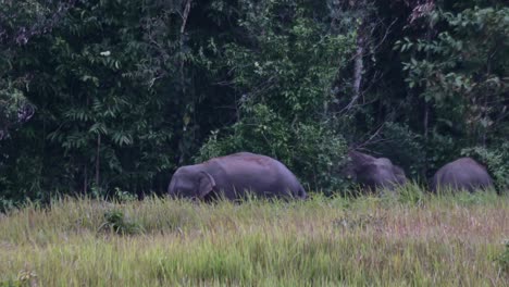 Moviéndose-Hacia-La-Izquierda-Mientras-Otros-Salen-Alimentándose,-Elefante-Indio-Elephas-Maximus-Indicus