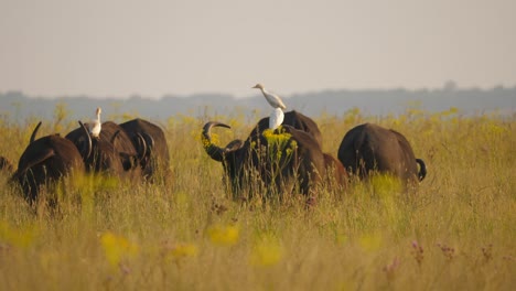 A-herd-of-Cape-Buffalo-graze-upon-the-lush-grassland-while-Cattle-Egrets-sit-atop-their-backs