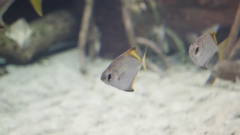 close-ups of silver moony fish swimming calmly in crystal clear water