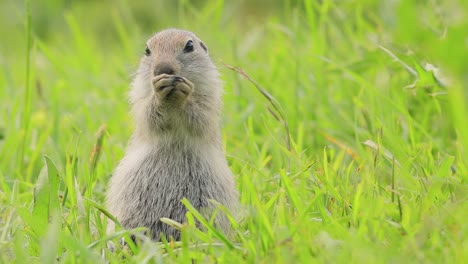 Das-Kaukasische-Berghörnchen-Oder-Elbrus-Ziesel-(Spermophilus-Musicus)-Ist-Ein-Nagetier-Aus-Der-Gattung-Der-Ziesel.