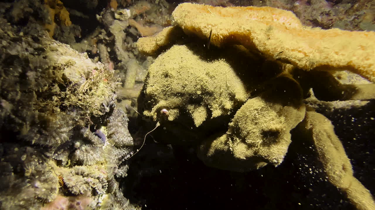 A large Sponge crab walks towards camera over a coral structure. It is Dr. Haan's sponge crab with white pincers and a dome-shaped carapace. The sponge on its back has a hole in the middle