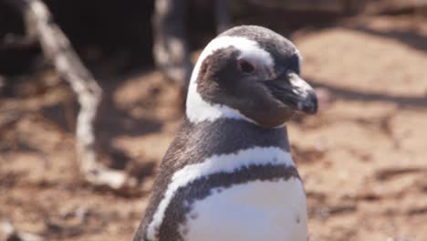 una foto de cerca que muestra los detalles de la cabeza a los pies de un pingüino de magallanes mientras camina en cámara lenta