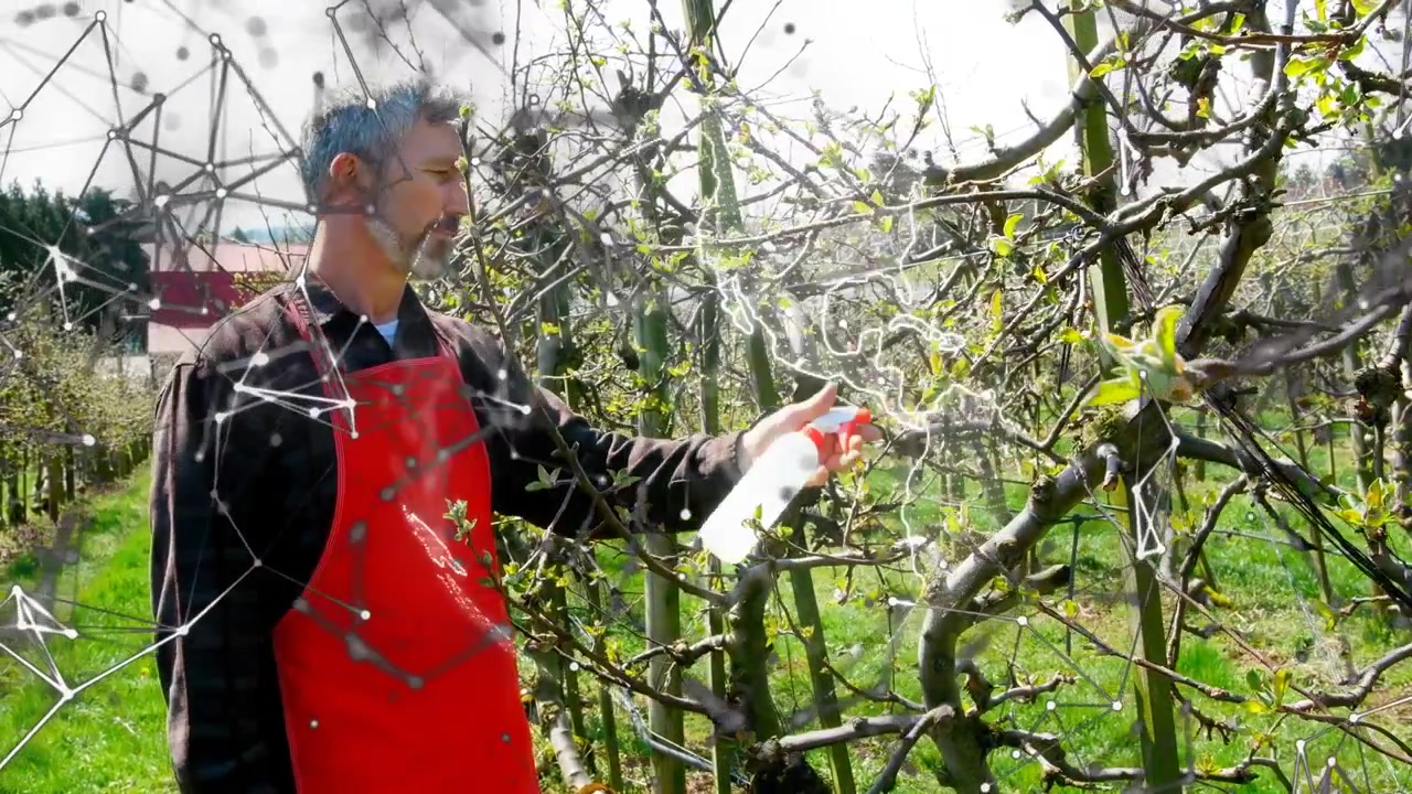 Man inspecting buds then using spray bottle, treating trellis branches in orchard, overlaying map