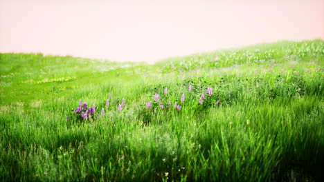 green grass landscape with hills and blue sky