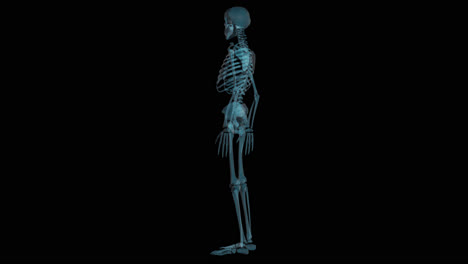 human skeleton rotating x-ray scan