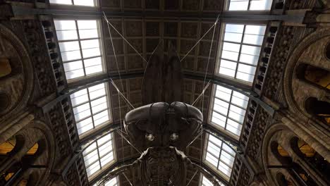 blue whale skeleton displayed in museum's grand hall