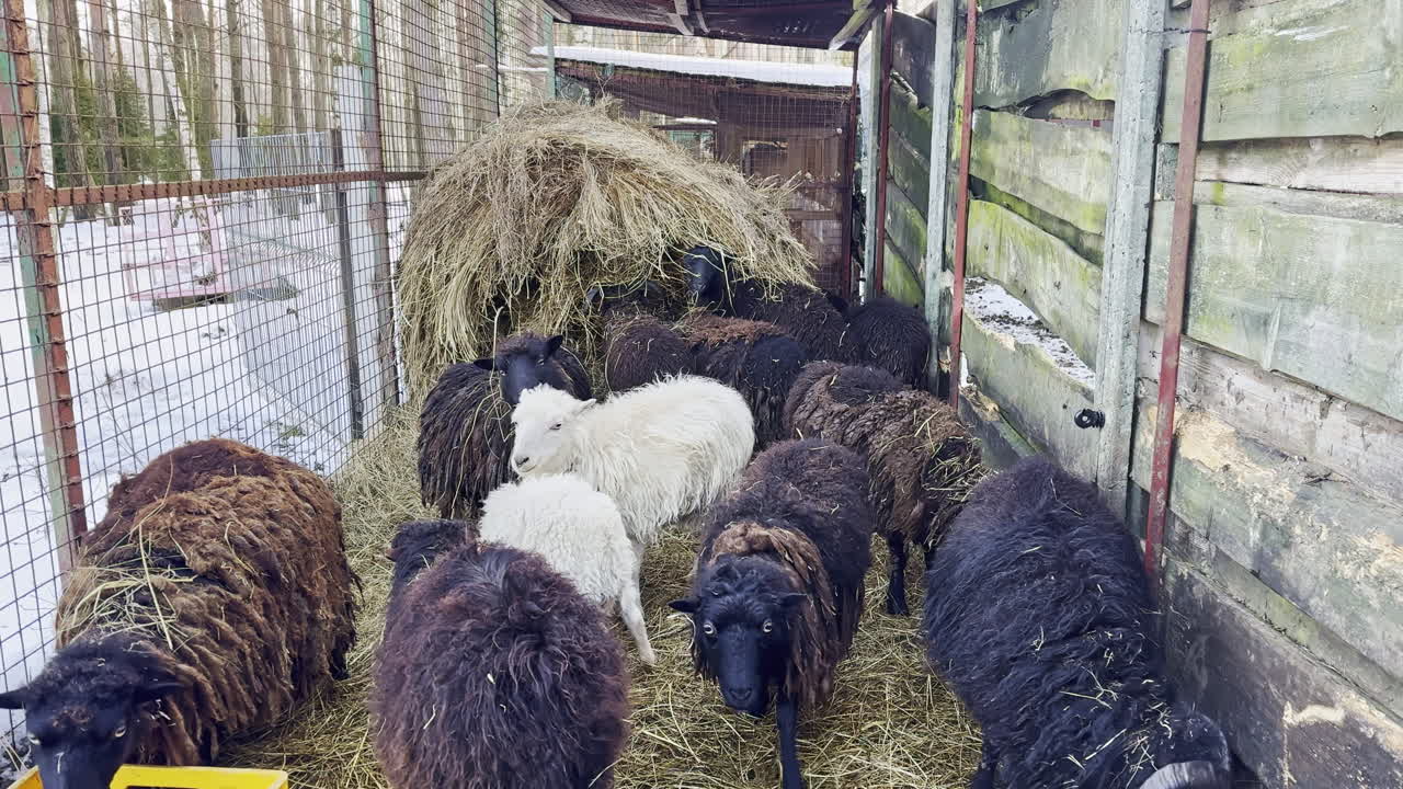 Gruppo di pecore in una stalla durante l'inverno, circondate da fieno e balle di fieno in un'area rurale alla luce del mattino.