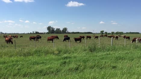 herd of brown cows grazing in green pasture under blue sky, sunny day