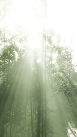 la luz del sol fluye a través de un bosque de bambú