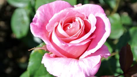 rosa romance tanezamor showing green foliage in an english country garden