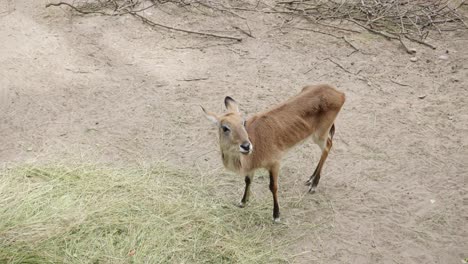 una hembra de lechwe rojo, una especie de antílope de humedal, está masticando heno