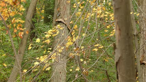 el pájaro trepador sube al tronco de un árbol en busca de comida en el bosque en otoño