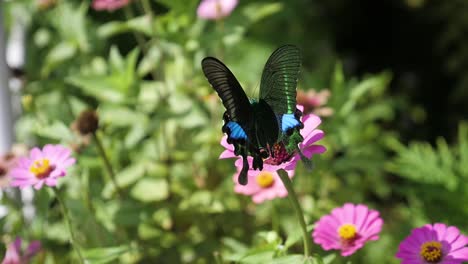 Hermosa-Mariposa-Negra-Y-Azul-Sentada-En-Una-Flor-Rosa