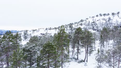 Vista-De-Los-Abetos-Cubiertos-De-Nieve-En-Las-Montañas-Invernales