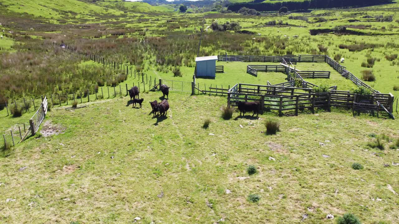 volando alrededor de un rebaño de vacas negras de pie al lado de algunos patios de ganado antes de huir