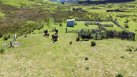 flying around a herd of black cows standing next to some stock yards before running away