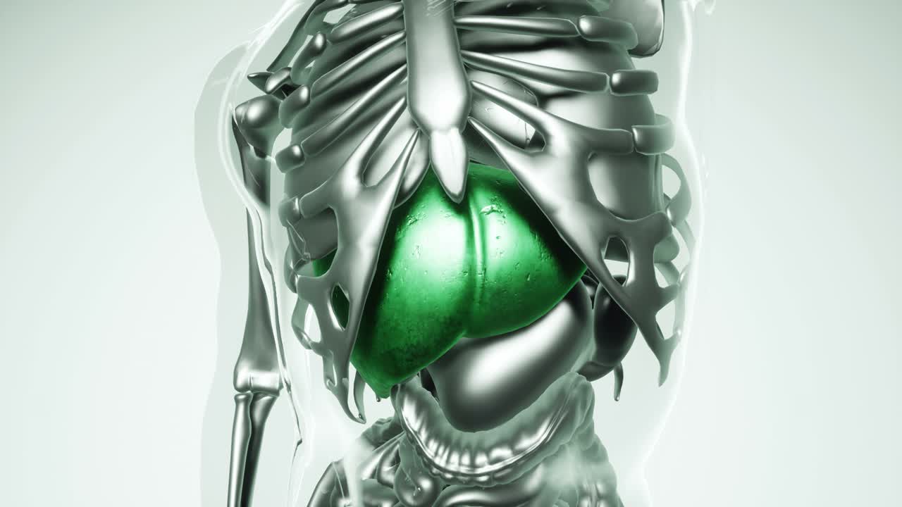 Human Stomach Model with all Organs and Bones