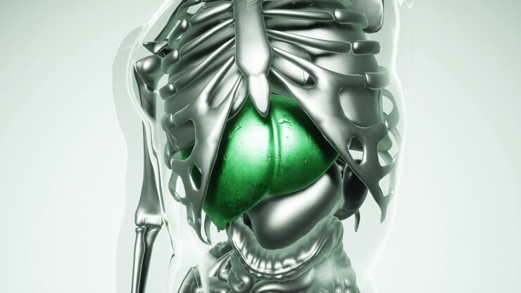 Human Stomach Model with all Organs and Bones