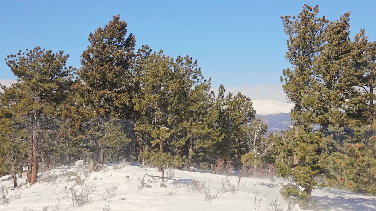 Neve trasportata dal vento su montagna con pini, grandangolo