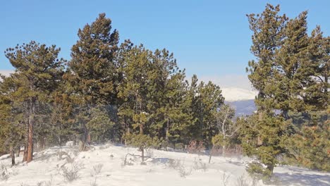 snow blowing across mountain with pine trees wide angle