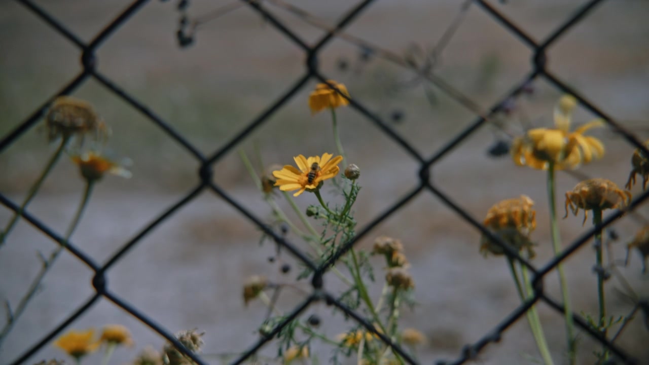 Ape su un fiore giallo dietro una recinzione